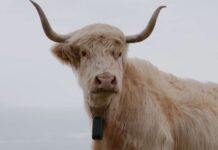 Майбутнє сільського господарства: віртуальні огорожі прийдуть до Данії та Швеції